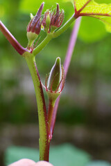 Closeup of Fresh Okra, Green Vegetables, Growing on the stalk, Farm Fresh Vegetables