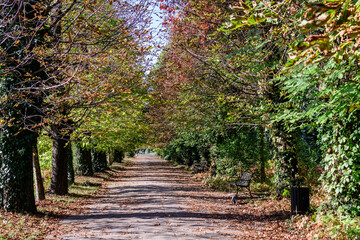 Fototapeta premium Landscape with a long alley surrounded by vivid green and yellow plants, old large trees trees and grass in a sunny autumn day in a park in Bucharest, Romania .