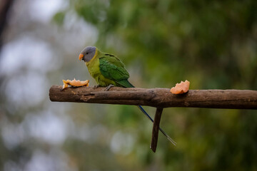 Grey-headed parakeet (Psittacula finschii) sitting near water body.