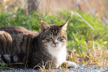 見つめる猫　キジトラ猫