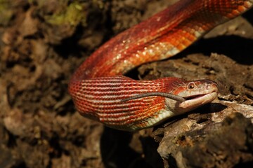 A Corn snake (Pantherophis guttatus or Elaphe guttata) after hunt eating a mouse.