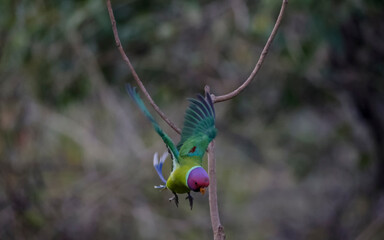Plum-headed parakeet (Psittacula cyanocephala)  in the forest of Sattal, Uttarakhand.