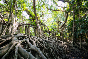 Old banyan tree jungle at Little amazon, Phang Nga