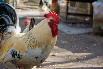 rooster in the farm