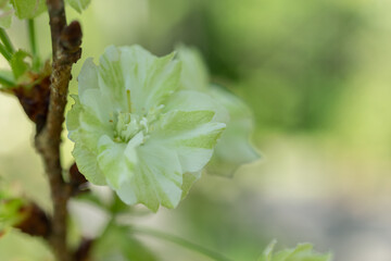 緑の桜　御衣黄桜