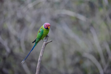 Plum-headed parakeet (Psittacula cyanocephala)  in the forest of Sattal, Uttarakhand.