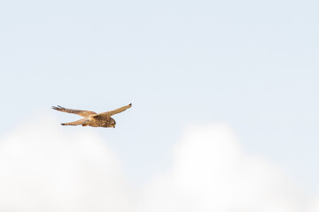 Close-up of Kestrel bird of prey hovers against a beautiful blue sky with white clouds an, hunting...
