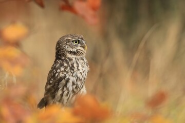 little owl in autumn time. Athene noctua. Wildlife scene from nature. Owl in the nature habitat.