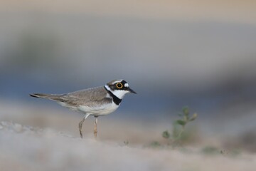 Little-ringed Plover, Charadrius dubius, in the nature habitat. wilife scene from summer vtime.