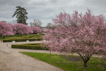 sakura trees in the castle garden in prague, czech republic