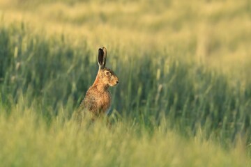 hare sitting in the grass in the morning light.  Wildlife scene from nature. Lepus europaeus. © Monikasurzin