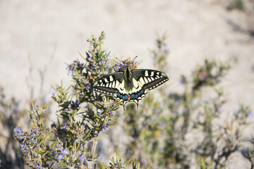 Mariposa en el campo