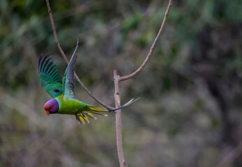 Plum-headed parakeet (Psittacula cyanocephala)  in the forest of Sattal, Uttarakhand.