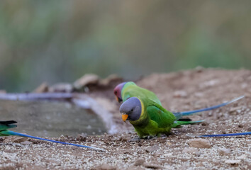 Grey-headed parakeet (Psittacula finschii) sitting near water body.