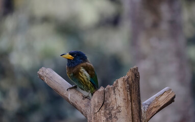 The great Barbet (Psilopogon virens) bird perched on tree branch in Sattal.