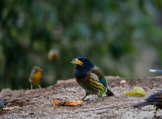 The great Barbet (Psilopogon virens) bird perched on ground in Sattal.