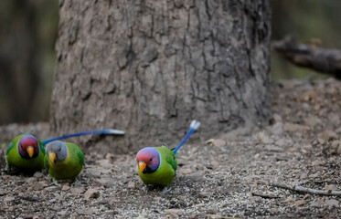 Plum-headed parakeet (Psittacula cyanocephala)  in the forest of Sattal, Uttarakhand.