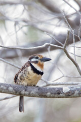 Russet-throated Puffbird, (Hypnelus ruficollis ssp ruficollis), Los Flamincos Natural Park, Colombia.