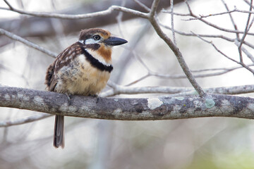 Russet-throated Puffbird, (Hypnelus ruficollis ssp ruficollis), Los Flamincos Natural Park, Colombia.