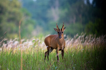 A Common barking deer walks for a living in a meadow.