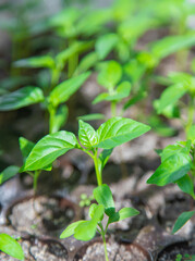 Small seedlings growing in a growing tray Selective focus