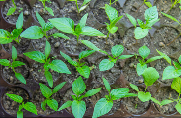 Small seedlings growing in a growing tray Selective focus
