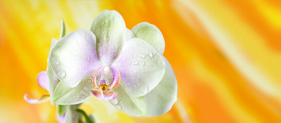 Orchid flower on an abstract yellow background. Blossom.