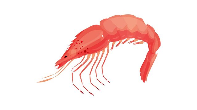 Restaurant raw shrimp icon animation