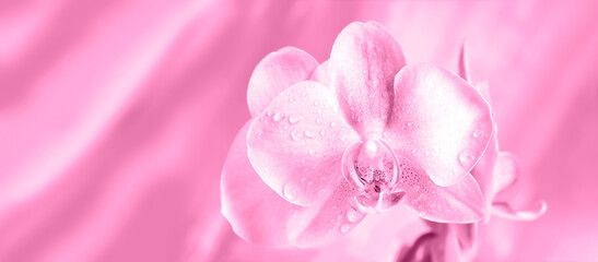 Fototapeta na wymiar Orchid flower on a pink background. Blossom.