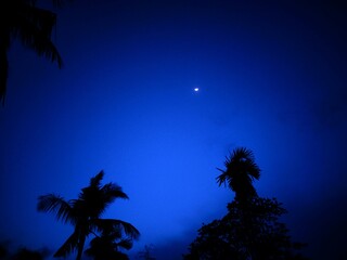 Fototapeta na wymiar palm tree at night