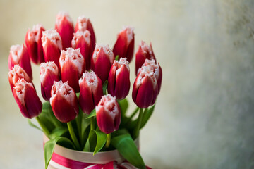Bouquet of red-white tulips in a round striped gift box vase with a pink ribbon in the studio. Yellow background. Close-up. Place for text