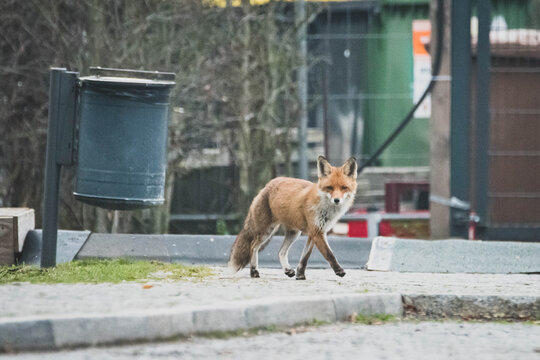 Fuchs in der Großstadt