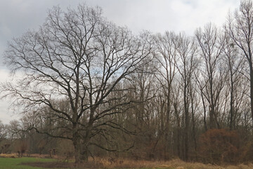 kahler Baum