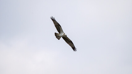 osprey in flight