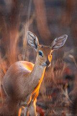Steen buck walks in the bush at dawn