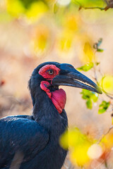 Naklejka premium A southern ground hornbill pauses while it moves amongst the mopane trees