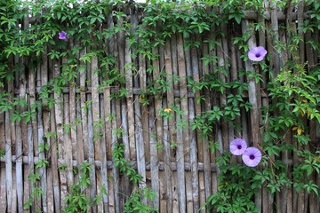 morning glory on the fence