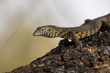 Young Water Monitor walks along a branch