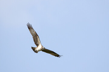 osprey bird eagle in flight