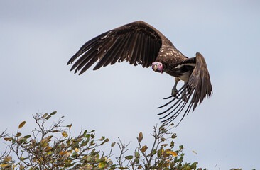 Lappet-faced Vulture ready to fly as it perches on a branch