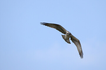 Fototapeta na wymiar osprey eagle bird in flight