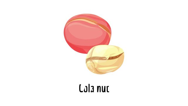 Cola nut icon animation
