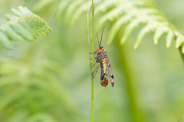 The life-cycle of Panorpa have become of interest in the field of forensic entomology