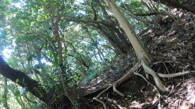 山の中を散策