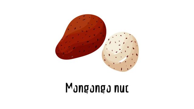 Mongongo nut icon animation