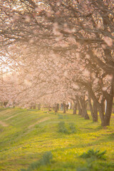 桜並木
