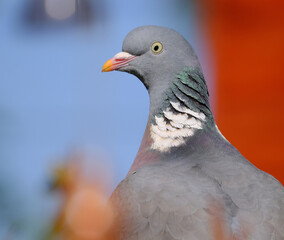 The common wood pigeon is a large species in the dove and pigeon family. It belongs to the genus Columba and, like all pigeons and doves, belongs to the family Columbidae.