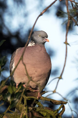 The common wood pigeon is a large species in the dove and pigeon family. It belongs to the genus Columba and, like all pigeons and doves, belongs to the family Columbidae.