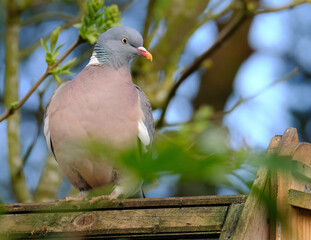 The common wood pigeon is a large species in the dove and pigeon family. It belongs to the genus Columba and, like all pigeons and doves, belongs to the family Columbidae.