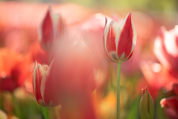 チューリップの昼下がり